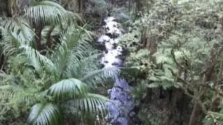 AH Reed Memorial Park Canopy Walkway