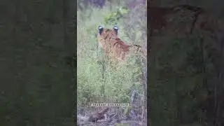 Tiger Hunting - #Tiger #Hunting #Dhikala #CorbettTigerReserve #Wildlife #Nature