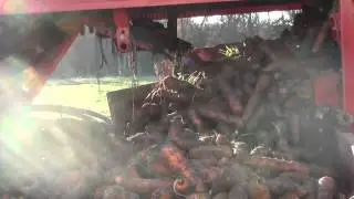 RHET Carrot Harvesting at Luffness Mains