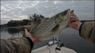 GIANT HYBRIDS AND STRIPERS! Live baits….what more could you ask for?!?!
