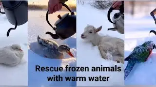 Frozen Animals Rescue ❄️ | Warm Water Compilation”