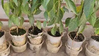 Hot Pepper plants in small plastic cups (Hydroponic Substrate Based System)