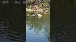 I returned to my local pond to watch the Ducks calmly swim around in their space!!  #ducks #pond