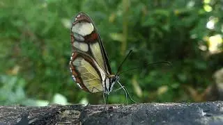 BORBOLETA SILVESTRE Epityches eupompe fauna brasileira inseto da mata atl&acirc;ntica brazilian brazil