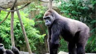 Science in Seconds - Hot New Hominid