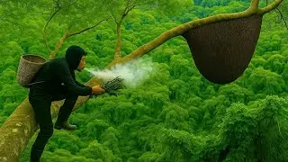 Mastering Honey Bee Catching Skills in the Deep Jungle &ndash; Climbing Ancient Trees for Wild Hives
