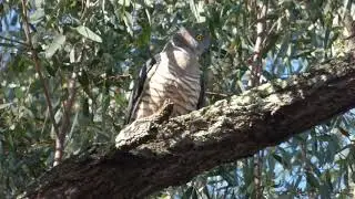 Crested Hawk Visitor