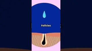 Unlocking the Secret of Hair Follicles! #hair #biotin #strength #health #knowledge