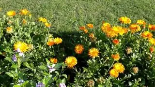 Samsung Galaxy Note 3 Neo video sample