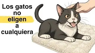 The real reason why cats choose their favorite person!