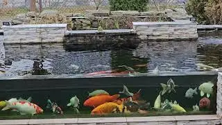 Winter koi pond  #koi #koipond #dlaciebie