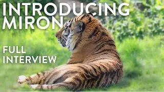 Introducing Miron - Our new male Amur tiger