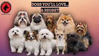 Top 10 Most Well Behaved Dogs And 5 You Might Regret Getting