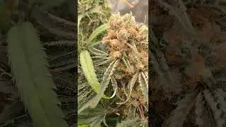 GMO cookies