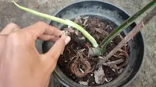 #monsteravarigata#monvar#tanamanhiashits.  review monstera varigata daun pancing 1