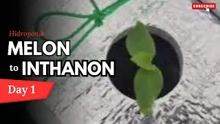 Day 1 | Beginning Hydroponic Melon Planting 🌱