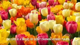 Big Ups&reg; Tulip Blend | Bulbs in Bloom
