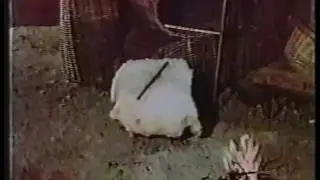 kondoli კონდოლი