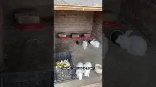 Mini Rabbit farm #rabbitsetup #minizoo #rabbitfarm #rabbitfarmcolony #rabbitfarming