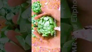 ASMR Crushing Soap Flowers with Starch