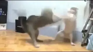 Shakhbar palakkad vandazhy