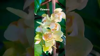 📖mini guide for Phalenopsis orchids🌸💫✨ #flowers #cultivodeorqu&iacute;deas #orchidee #orchidea #orchids