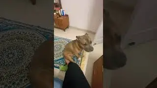 Inko back pe massage 💆 chahiye #trendingvideo #petsempire #pets #petshub #pitbull #poshpaws