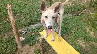 Dog shakes hands ✋️ 🙌 