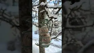 อาหารนกฤดูหนาว #birds #winter #snow