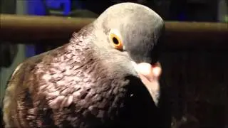 Pigeon as a pet............Peter Caine Animal Training