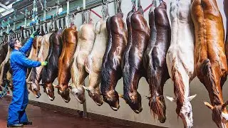 CHOQUANT ! Des millions de chevaux &eacute;lev&eacute;s pour la viande en Chine &ndash; Technologie moderne r&eacute;v&eacute;l&eacute;e