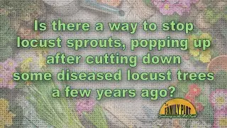 How do I stop locust sprouts coming up from the roots of a cut down tree?
