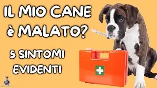 Come Capire Se Il Cane Sta Male (5 Segnali)