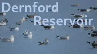 Dernford Reservoir 26 Jan 2024