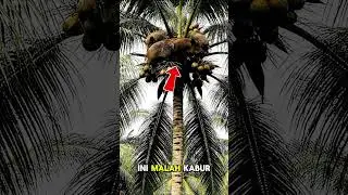diduga panik, trio babi ngepet nekat manjat pohon kelapa! #shortsfeed #babingepet #misteri
