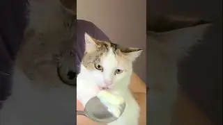 Cat eats porridge from a spoon #shortvideo #catvideos #cats #catsshorts #funnycat #cutepet #cutecat