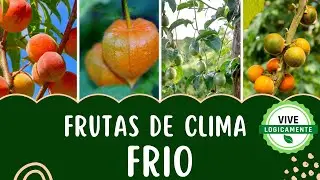 Que frutas hay en el clima frio #vivelogicamente