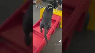 Dogs at daycare and their problems 😋 #fyp #trending #tiktok #foryoupage #doggo #corgi #cute #funny