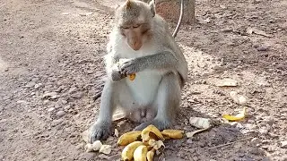 Look so adorable monkey sitting on the ground and eating banana 