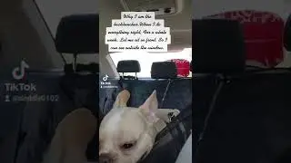 Let me sit in front#shorts#frenchieworld#doggo#dogs#frenchbulldog#hund#hundeblog#フレンチ・ブルドッグ#犬#犬の気持ち