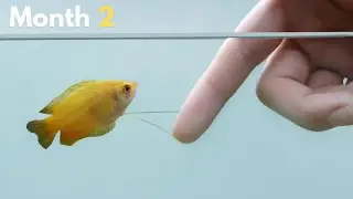 From Shy to Social : Becoming Friends with a Honey Gourami