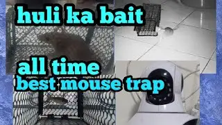 paano hulihin ang DAGA gamit ang mouse trap!
