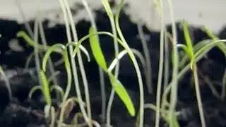 How to grow dill 🪴🪴🪴