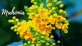 Her name is Mahonia | Very delicate & beautiful | Discover England