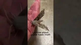 Laothoe populi, the poplar hawk-moth, #wildlifephotography