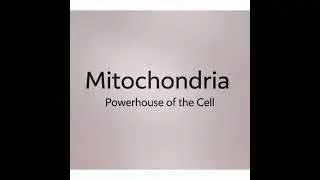 What Are Mitochondria? Powerhouse of the Cell #ppscpastpaper