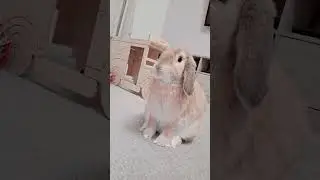 Просто отдыхаю с моим кроликом #кролик #кролик #freeroamrabbit #милый #шорты #видеошортов #shorts...