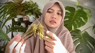 cara memperbanyak zamioculcas zamiifolia | tips merawat zanzibar | propagasi zz plant | dolar zamia