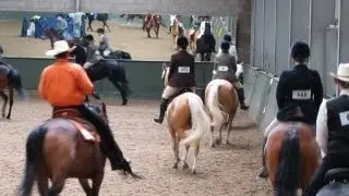 saddlebred spring festival uk 2013