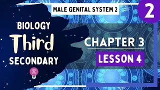 Biology 3rd Secondary Egypt - Chapter 3 - Lesson 4 - P2 (Microscopic Structure of the Testes)